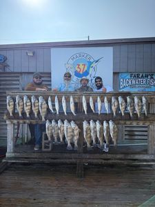 Three black drum fish caught in Corpus Christi