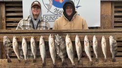 13 black drum, sheepshead, and spotted weakfish caught in Corpus Christi