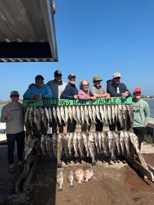 Large catch of fish displayed at fishing dock in Corpus Christi TX with Billings Bait & Tackle banner