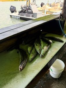 A fishing adventure in Corpus Christi