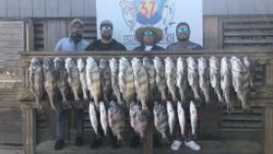 Sheepshead and Black Drum fish caught in Corpus Christi