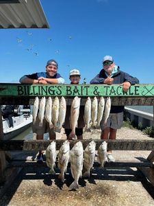 Successful fishing trip display showing Black Drum, Redfish, and Speckled Trout catch from Corpus Christi TX