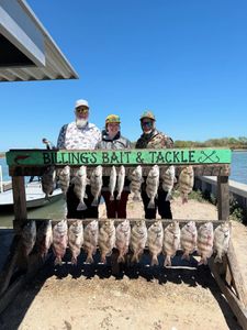 Successful fishing trip in Corpus Christi TX displaying 15 fish including speckled trout, sheepshead, and black drum hanging on cleaning station