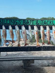 Nine fresh caught redfish and speckled trout displayed on cleaning station in Corpus Christi TX
