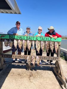 Successful sheepshead fishing trip in Corpus Christi TX with multiple fish displayed on cleaning station