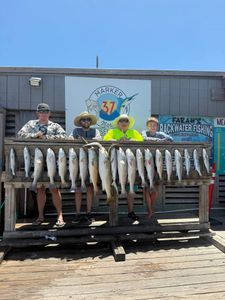 Four redfish caught during a fishing trip in Corpus Christi