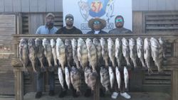 10 sheepshead and black drum fish caught in TX