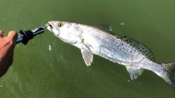 Spotted weakfish caught in Corpus Christi