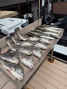 Three black drum fish caught in TX