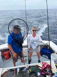 A little tunny fish caught by a person fishing in FL