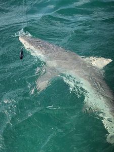 A stunning landscape view of Marathon, Florida