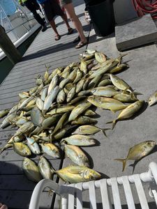 Three Blue Runner fish caught while fishing in Marathon