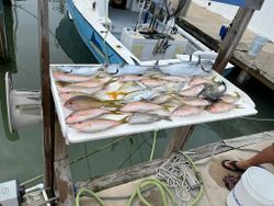 Three little tunny fish caught while fishing in FL