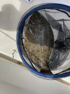 A beautiful outdoor scene in Kitty Hawk