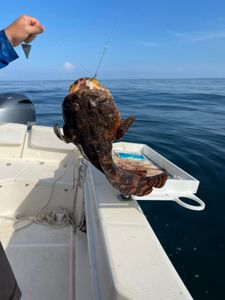 Oyster Toadfish caught while fishing in North Carolina