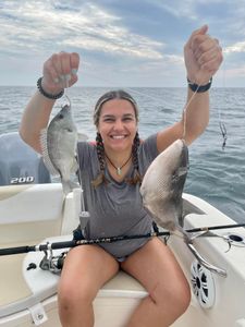 A pair of pigfish and grey triggerfish, caught while fishing in NC