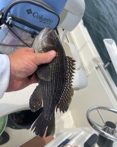A sea bass caught while fishing in North Carolina