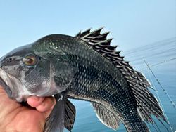 Photograph of a sea bass caught while fishing in Kitty Hawk