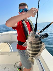 Sheepshead fish caught in Kitty Hawk
