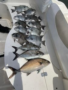 Six Longfin Yellowtail and Grey Triggerfish in NC