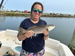 Squeteague fish caught in Kitty Hawk by person fishing
