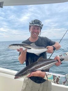 Two cobia fish caught in Kitty Hawk