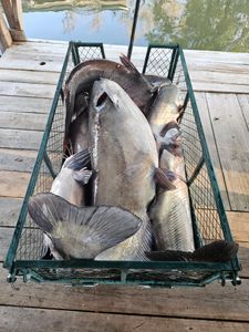 A blue catfish caught while fishing in GA