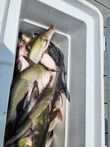 Channel Catfish caught during fishing tours in Donalsonville