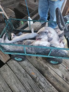 Fisherman with tackle fishing in Donalsonville