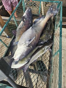 Two great barracuda fish caught in Donalsonville