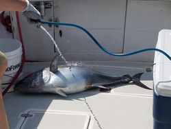 Tuna fishing Cape Cod	