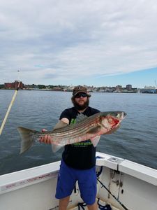 Striped Bass in Cape Cod