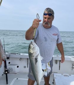 Bluefish caught while fishing in MA
