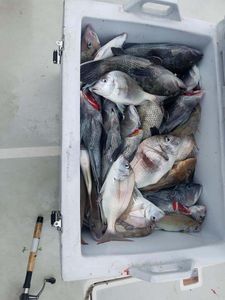 Scup and Sheepshead caught in Fairhaven