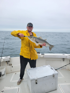 Striped bass caught on fishing trip in MA