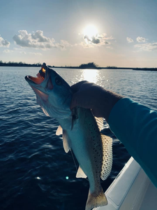 Channel catfish caught fishing at Lake Charles