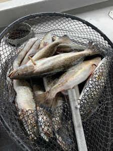 Three fish caught while fishing at Lake Charles