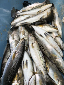 Four spotted weakfish caught in Lake Charles