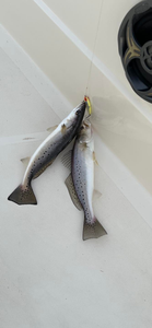Two spotted weakfish caught while fishing in LA