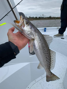 Spotted Weakfish caught in LA