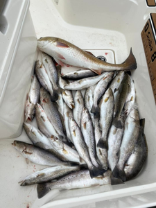 Spotted Weakfish caught in LA