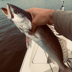 Spotted Weakfish caught while fishing at Lake Charles