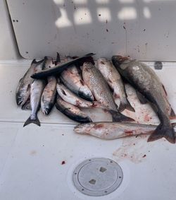 Seven fishing rods with a scenic background of Port Austin