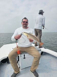 Redfish marvel at South Padre Island.