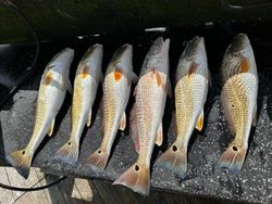 Premier Redfish Fishing In SPI Waters