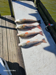 4 redfish caught in TX