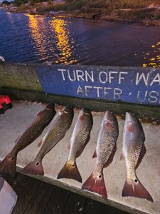 4 redfish caught in TX