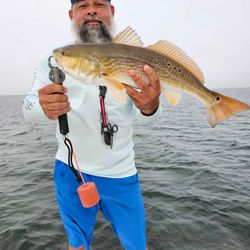 Photograph of a large redfish caught while fishing at South Padre Island