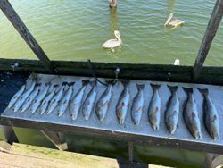 8 black drum and sauger fish caught at South Padre Island