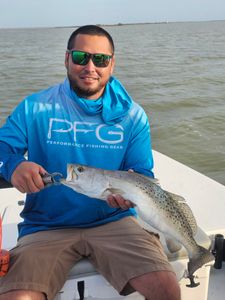 Spotted Weakfish, 16 inch fish, caught while fishing at South Padre Island